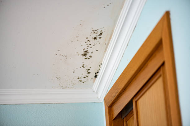 Best Attic Mold Removal  in Beggs, OK