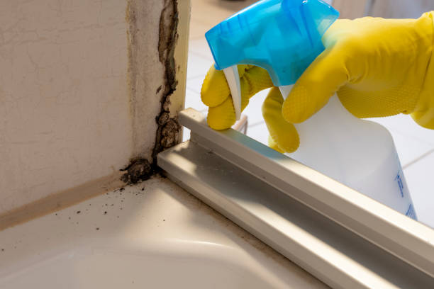 Mold Removal and Inspection in Beggs, OK