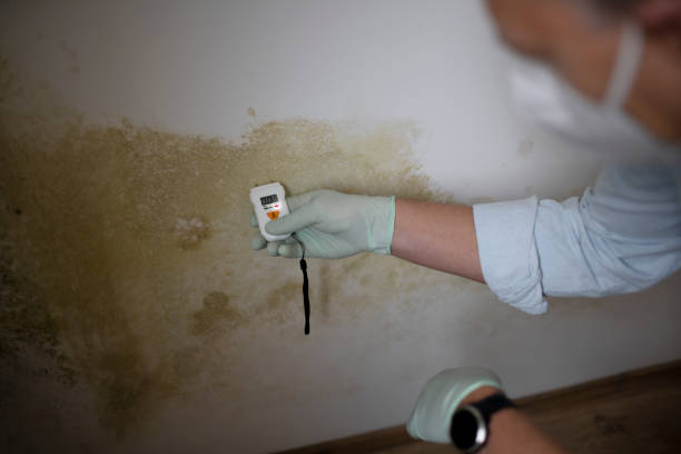 Best Mold Removal Specialists  in Beggs, OK