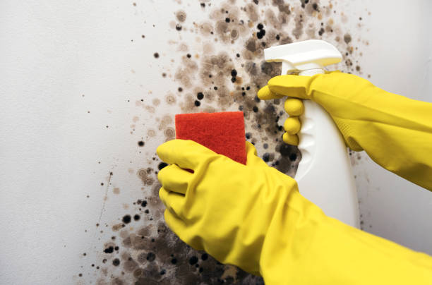 Professional Mold Removal in Beggs, OK