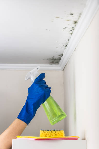 Best Fast Mold Removal  in Beggs, OK
